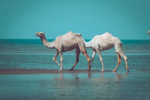 الابل بالحلم