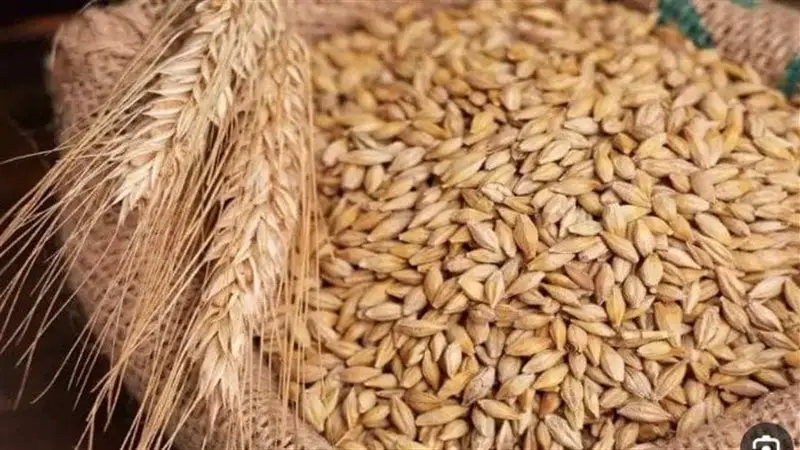 الارز الشعير فى المنام