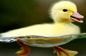 البطة الصغيرة في المنام