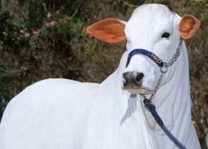 البقرة البيضاء في المنام للمتزوجة
