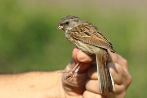 الامساك بطائر في المنام