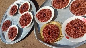 البليلة الحمراء في المنام