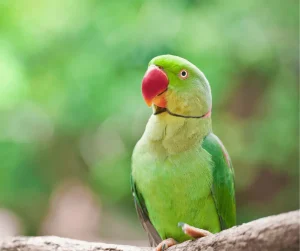 الببغاء الاخضر في المنام للعزباء