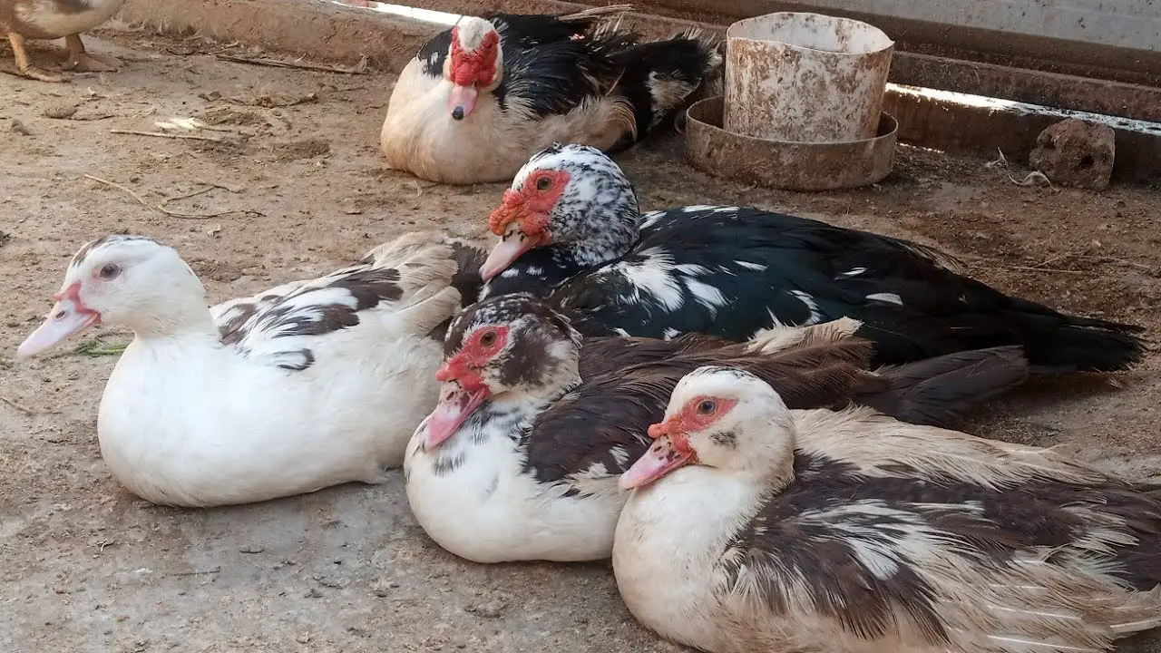 البط السوداني في المنام