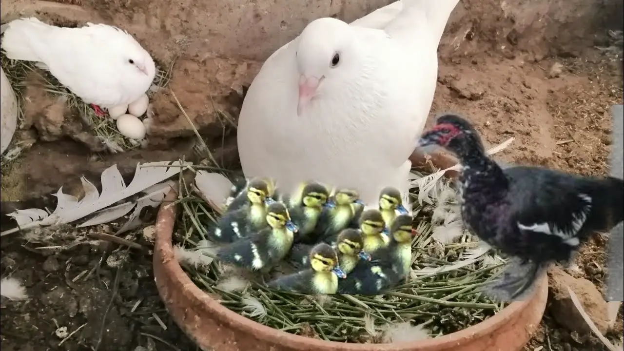 البط والحمام في المنام