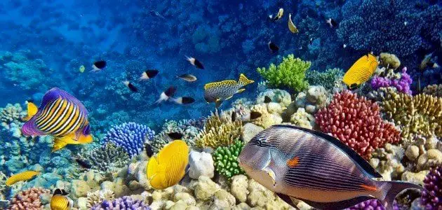 البحر والسمك في المنام للعزباء
