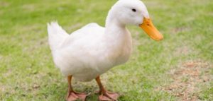البطة في المنام للحامل