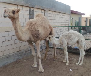 الجمل في البيت في المنام
