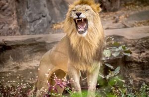 الحلم باسد مفترس
