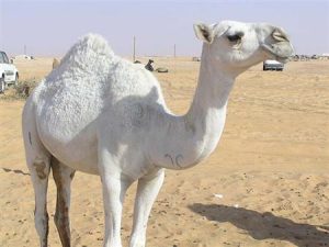 الجمل الأبيض في المنام للرجل