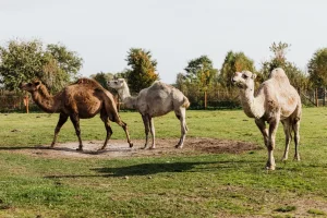 الجمل يلاحقني في المنام