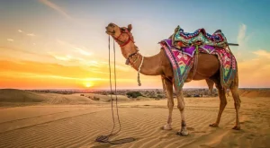 الجمل بالحلم لابن سيرين
