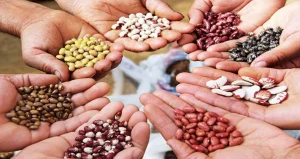 البذور في المنام للعزباء