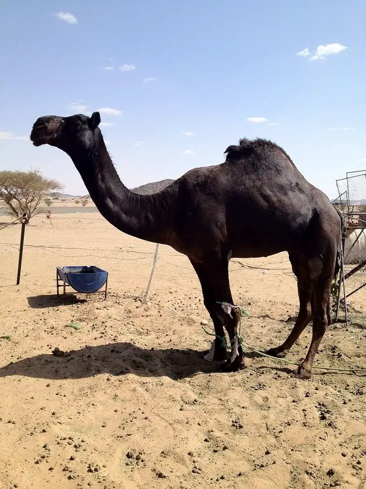 الجمل الأسود في المنام