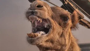 الجمل الغاضب في المنام