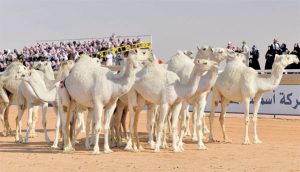 الجمال البيضاء في المنام