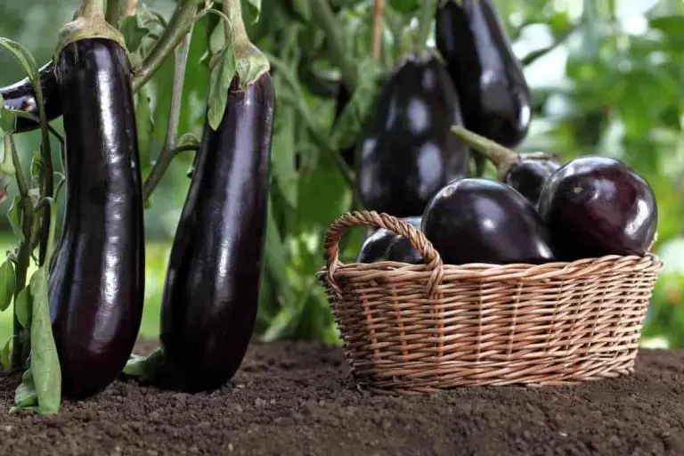 الحلم بالباذنجان الاسود