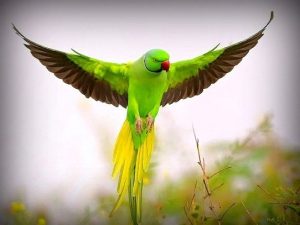 الحلم بالببغاء الاخضر