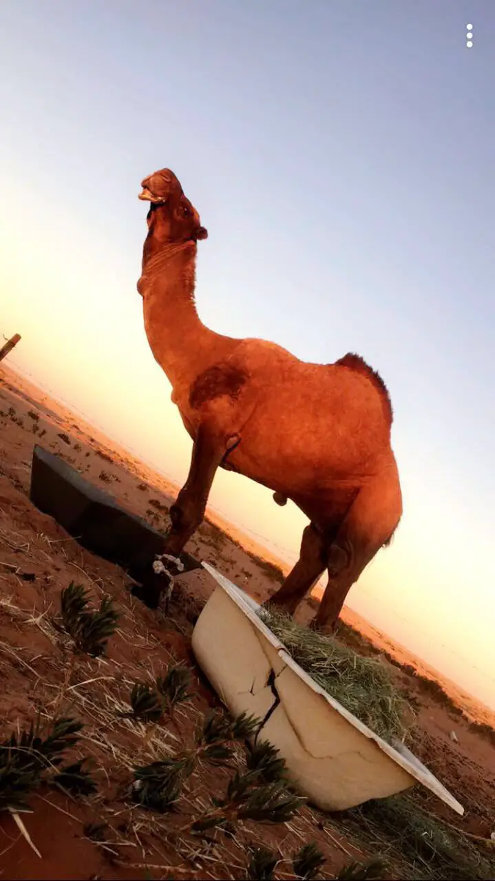 الجمل الاحمر في المنام