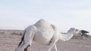 الجمل الأبيض في المنام