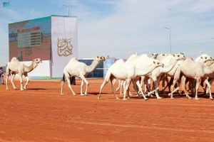 الجمال الكثيرة في المنام