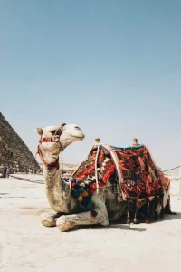 الجمل في المنام للرجل المتزوج