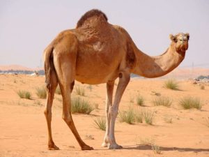 الجمل الضخم في المنام