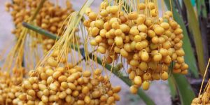البسر في المنام