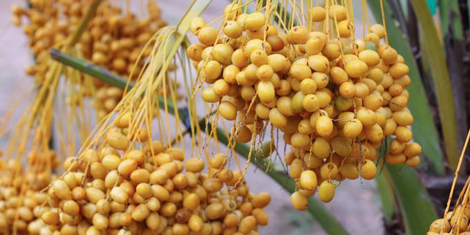 البسر في المنام