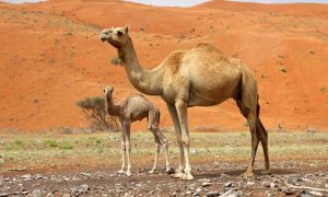 الجمل الصغير في المنام للمتزوجة