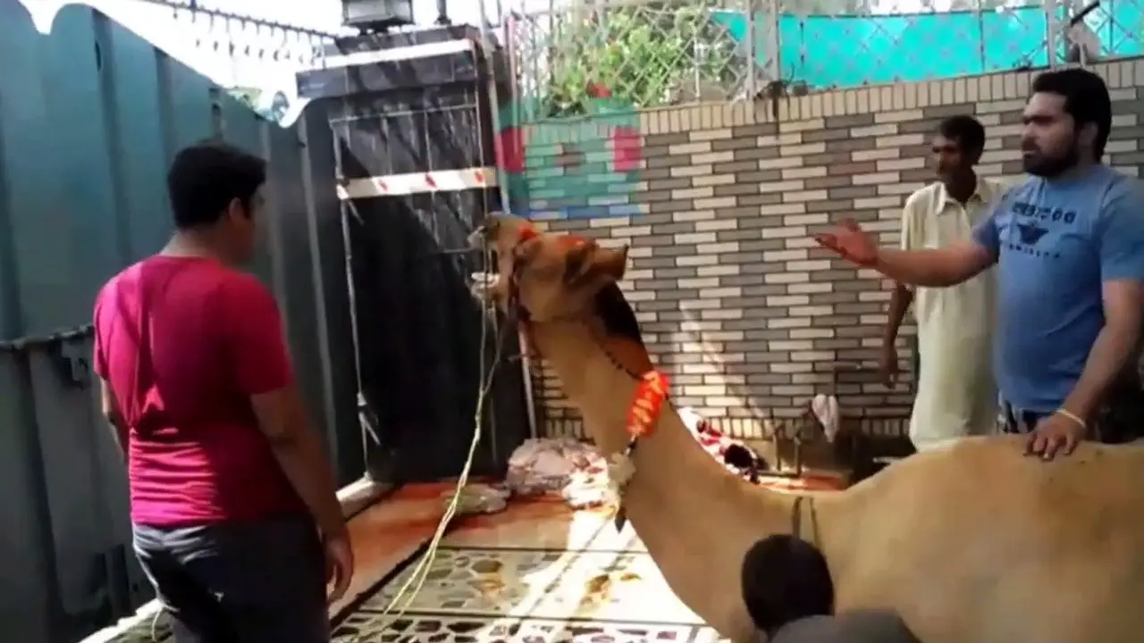 الجمل المذبوح في المنام