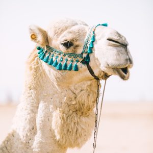 الجمل بالمنام للمتزوجه
