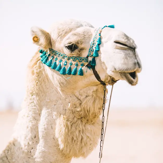 الجمل بالمنام للمتزوجه