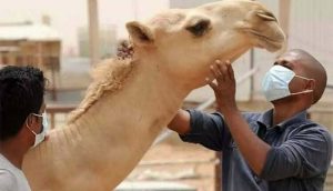 الجمل المريض في المنام
