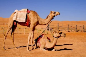 الجمل في المنام للامام الصادق