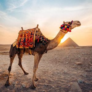 الجمل في المنام للمطلقة
