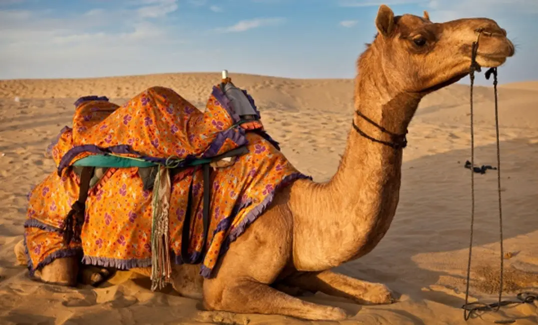 الجمل بالمنام للعزباء