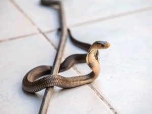 الحلم بأفعى صغيرة