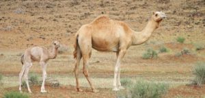 الجمل الصغير في المنام للعزباء
