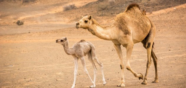 الجمل الصغير في الحلم